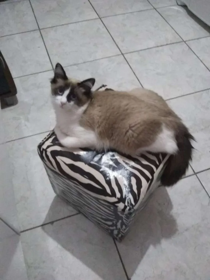 Gato ra a SRD(Sem raça definida) idade 1 ano nome Romeu