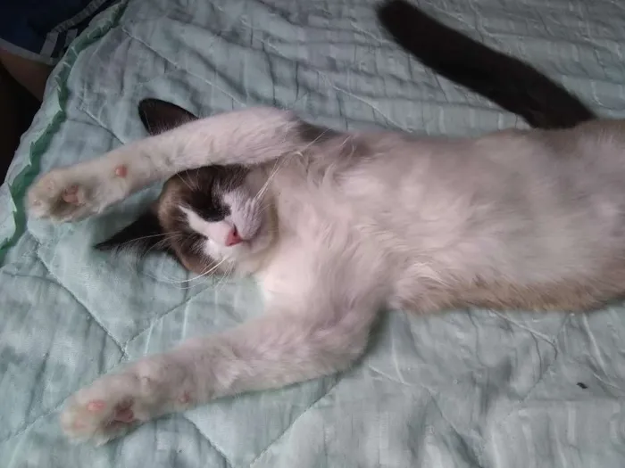 Gato ra a SRD(Sem raça definida) idade 1 ano nome Romeu