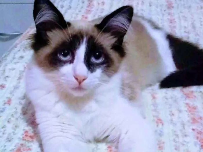 Gato ra a SRD(Sem raça definida) idade 1 ano nome Romeu