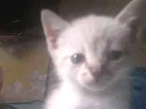 Gato raça Srd idade Abaixo de 2 meses nome  moe