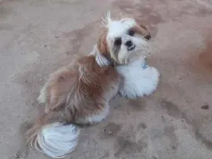 Cachorro raça Chips idade 1 ano nome Henrique