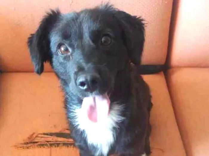Cachorro ra a Mistura idade 7 a 11 meses nome Fiona