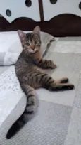 TIGRINHO