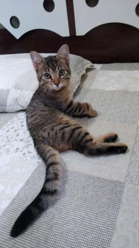Gato raça SRD idade 2 a 6 meses nome TIGRINHO