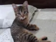 TIGRINHO