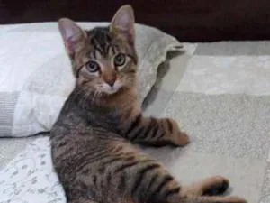 Gato raça SRD idade 2 a 6 meses nome TIGRINHO