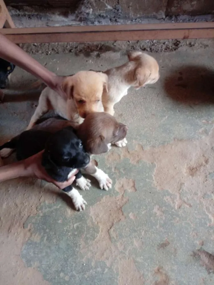 Cachorro ra a Indefinida idade Abaixo de 2 meses nome Sem ainda