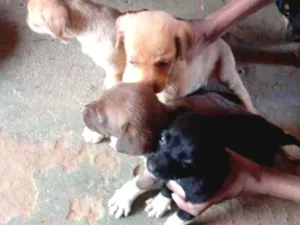 Cachorro raça Indefinida idade Abaixo de 2 meses nome Sem ainda