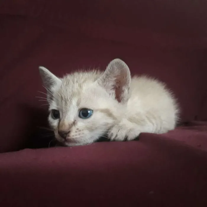 Gato raça  idade Abaixo de 2 meses nome Não tem nome
