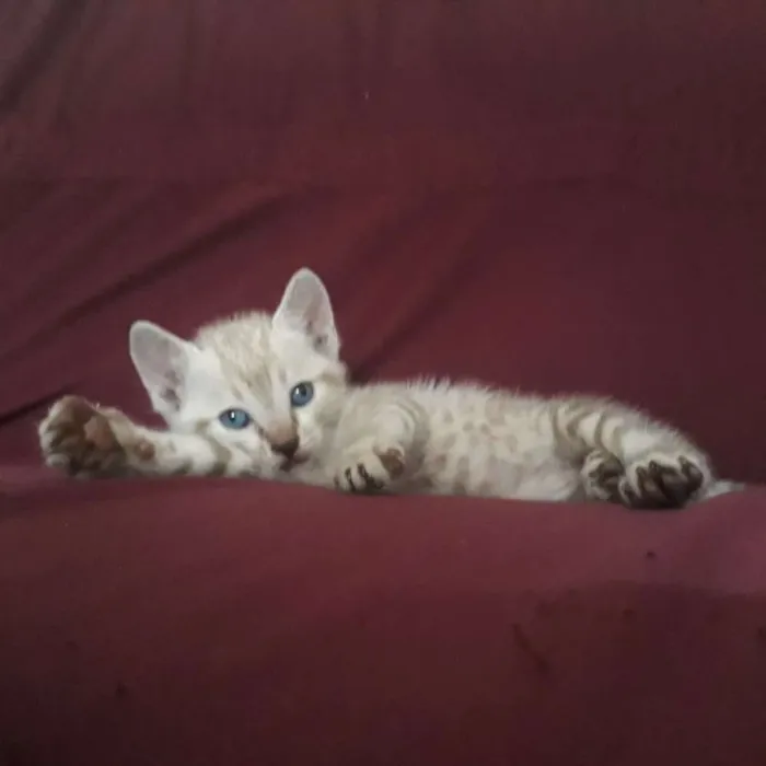 Gato raça  idade Abaixo de 2 meses nome Não tem nome