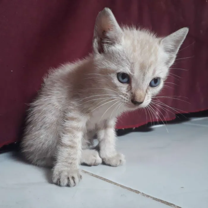 Gato raça  idade Abaixo de 2 meses nome Não tem nome