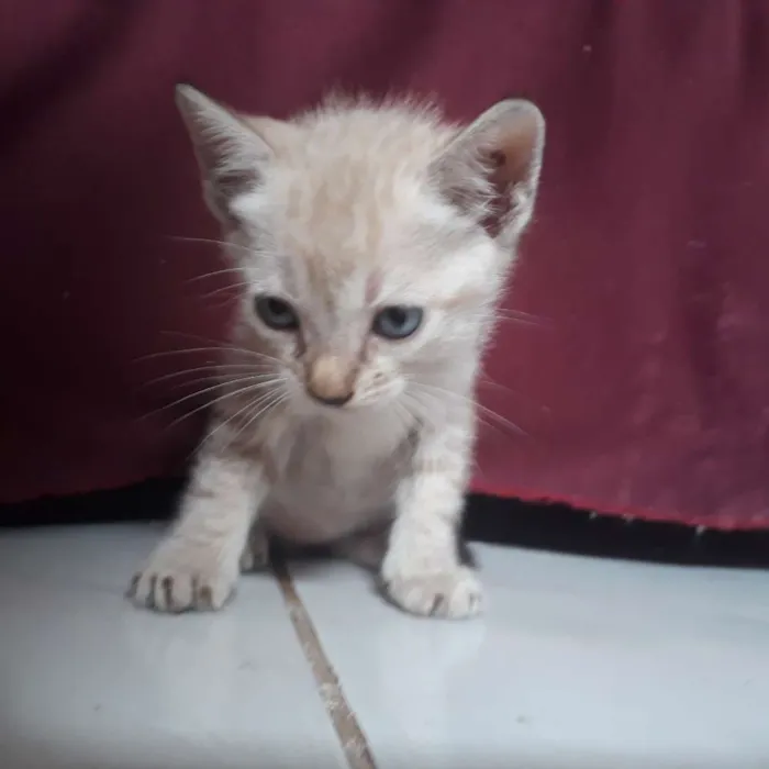 Gato raça  idade Abaixo de 2 meses nome Não tem nome