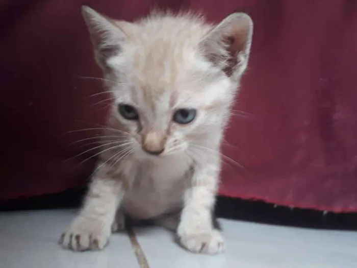 Gato raça  idade Abaixo de 2 meses nome Não tem nome