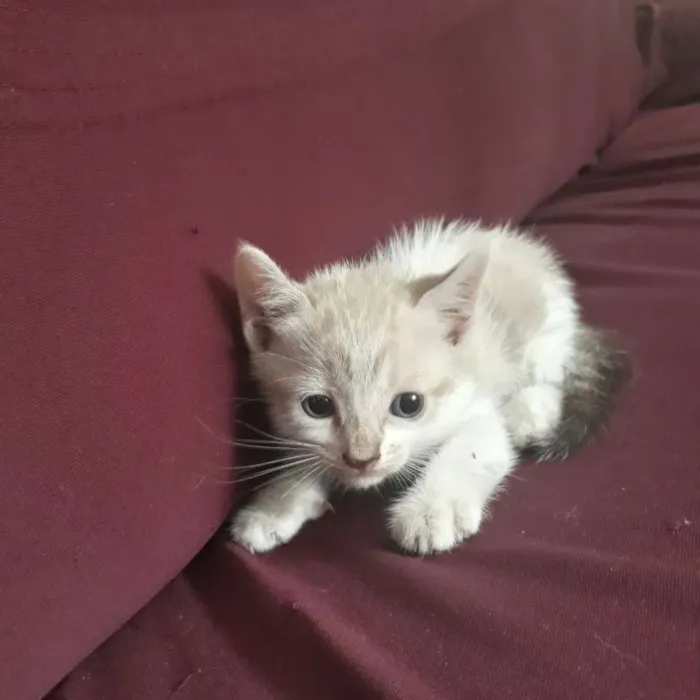 Gato raça  idade Abaixo de 2 meses nome Não tem nome