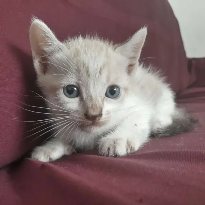 Gato raça  idade Abaixo de 2 meses nome Não tem nome