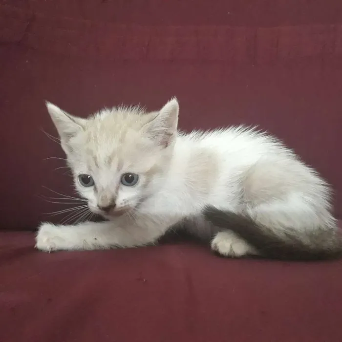 Gato raça  idade Abaixo de 2 meses nome Não tem nome