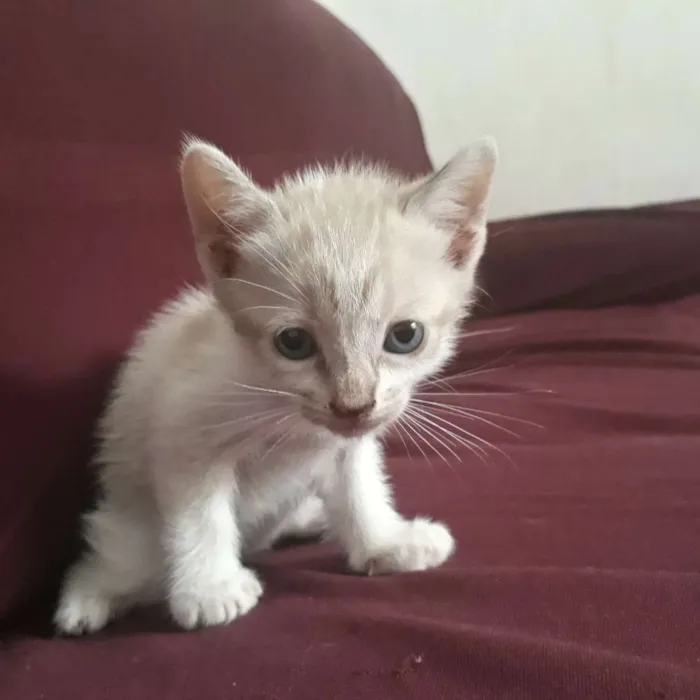 Gato raça  idade Abaixo de 2 meses nome Não tem nome