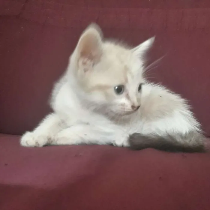 Gato raça  idade Abaixo de 2 meses nome Não tem nome