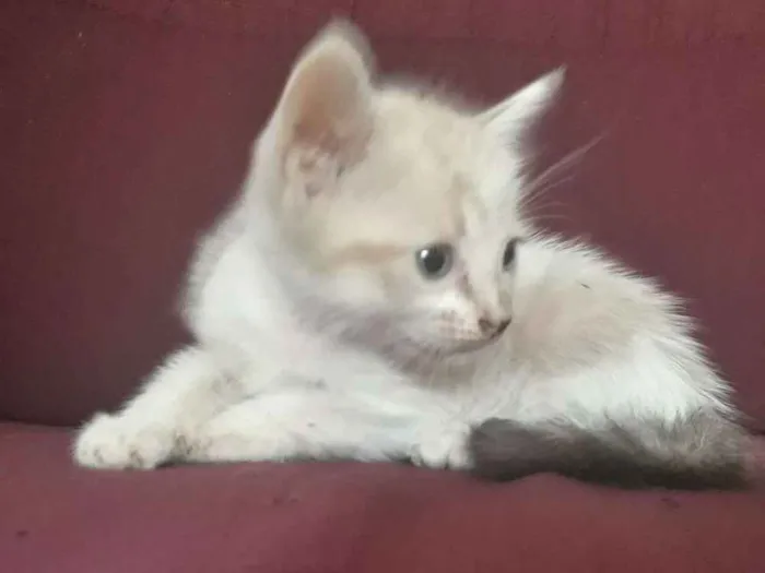 Gato raça  idade Abaixo de 2 meses nome Não tem nome