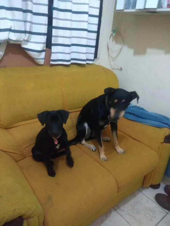 Cachorro ra a Vira lata  idade  nome Pantera e Preta 