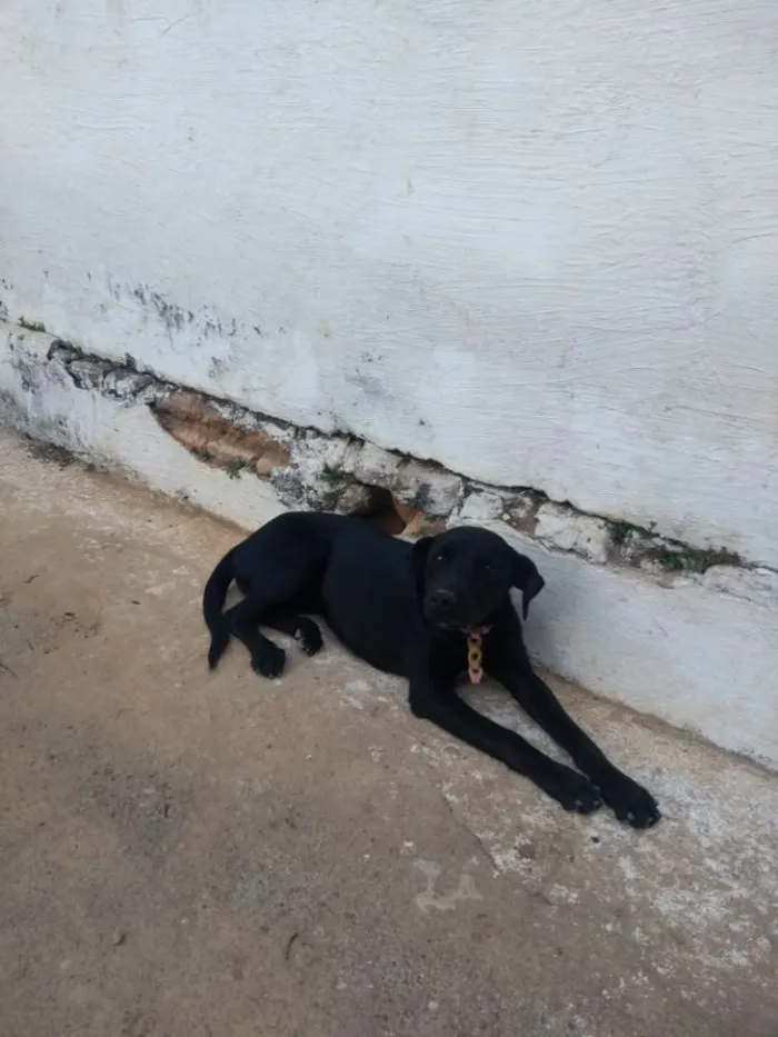 Cachorro ra a Vira lata  idade  nome Pantera e Preta 