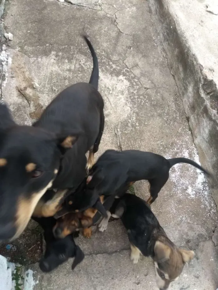 Cachorro ra a Vira lata  idade  nome Pantera e Preta 