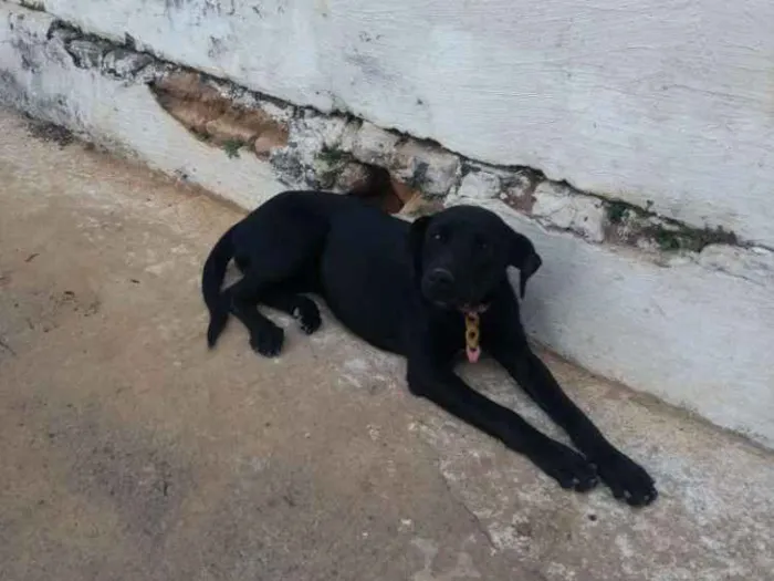 Cachorro ra a Vira lata  idade  nome Pantera e Preta 