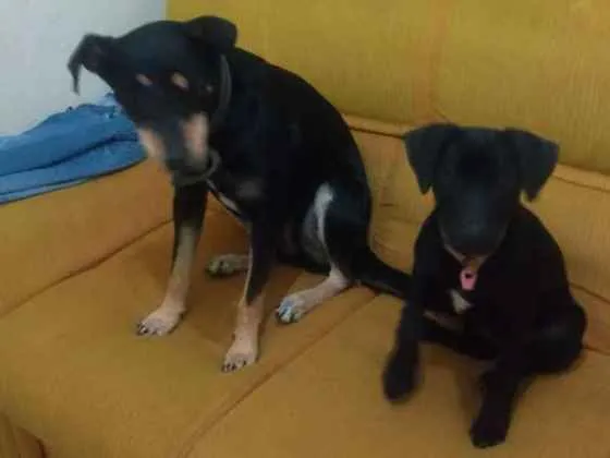 Cachorro ra a Vira lata  idade  nome Pantera e Preta 