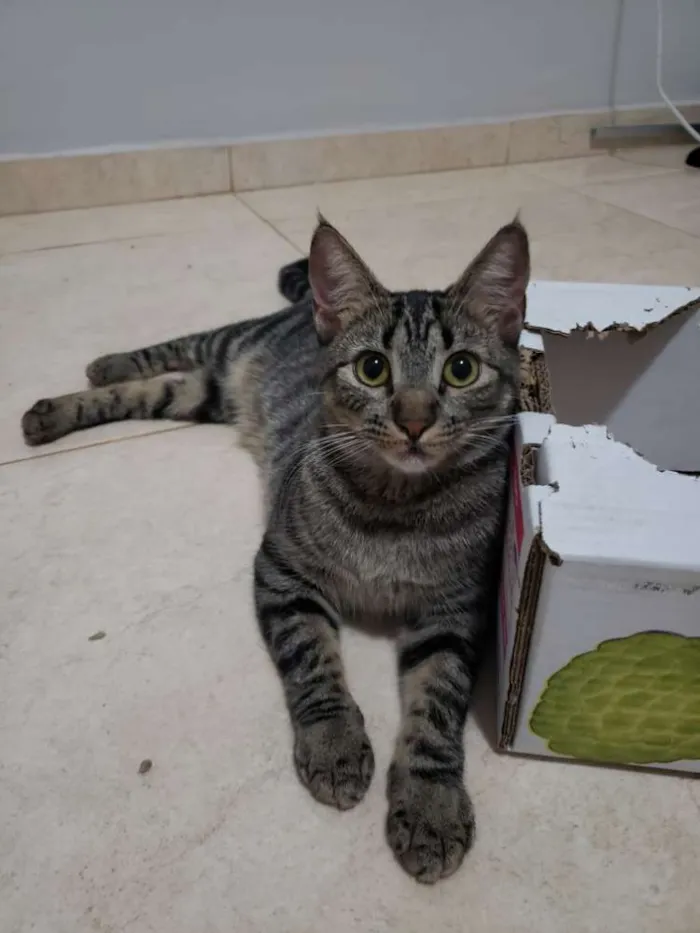 Gato ra a SRD idade 7 a 11 meses nome Muffin