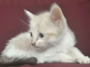 Gato raça  idade Abaixo de 2 meses nome Não tem nome