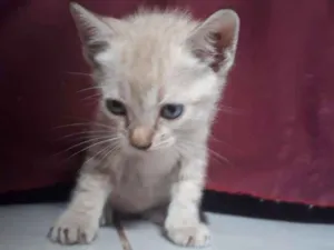 Gato raça  idade Abaixo de 2 meses nome Não tem nome