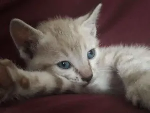 Gato raça  idade Abaixo de 2 meses nome Não tem nome