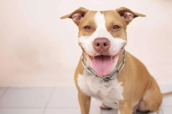 Cachorro ra a Pit Bull idade 2 anos nome Zeus