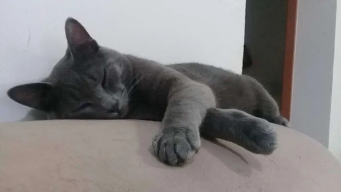 Gato raça  idade 7 a 11 meses nome Grey