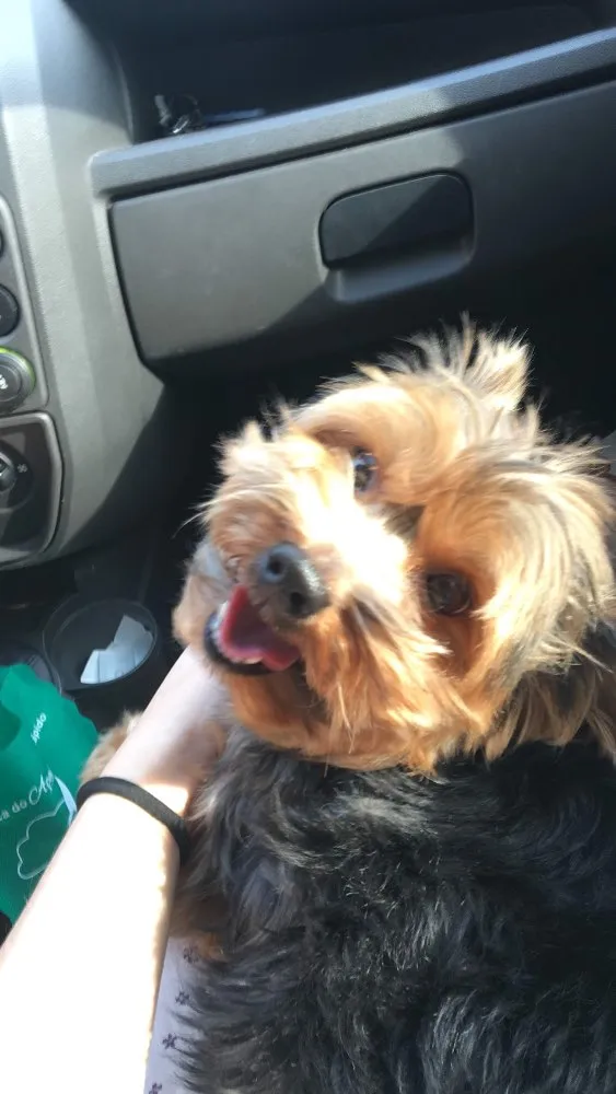 Cachorro ra a Yorkshire  idade 6 ou mais anos nome Romeu