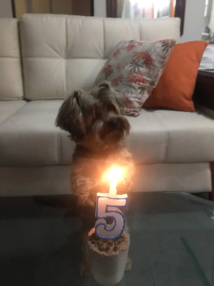 Cachorro ra a Yorkshire  idade 6 ou mais anos nome Romeu