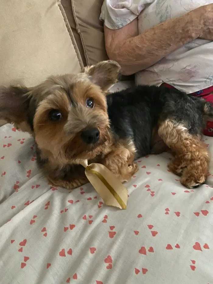 Cachorro ra a Yorkshire  idade 6 ou mais anos nome Romeu