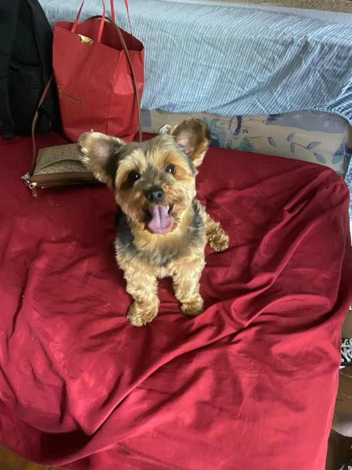 Cachorro ra a Yorkshire  idade 6 ou mais anos nome Romeu