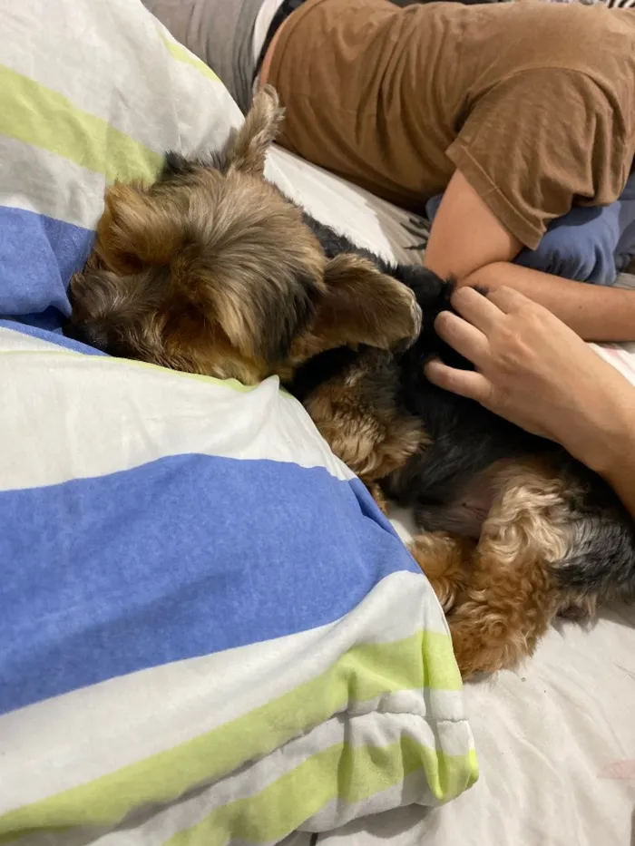 Cachorro ra a Yorkshire  idade 6 ou mais anos nome Romeu