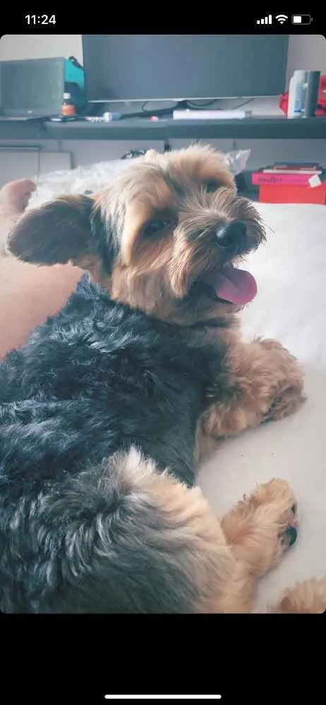 Cachorro ra a Yorkshire  idade 6 ou mais anos nome Romeu