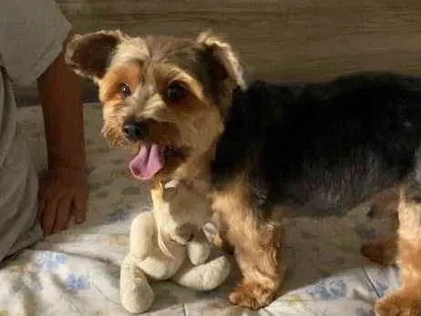 Cachorro ra a Yorkshire  idade 6 ou mais anos nome Romeu