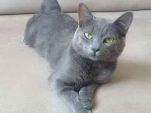 Gato raça  idade 7 a 11 meses nome Grey