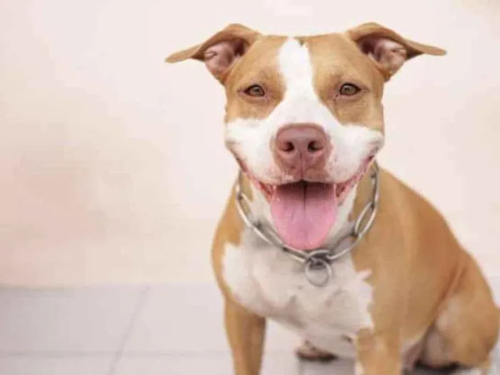 Cachorro ra a Pit Bull idade 2 anos nome Zeus
