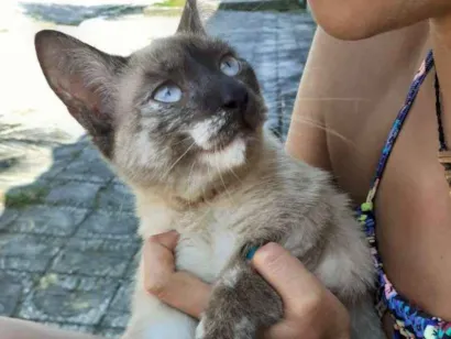 Gato raça  idade 7 a 11 meses nome Não sei