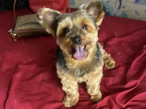 Cachorro raça Yorkshire  idade 6 ou mais anos nome Romeu
