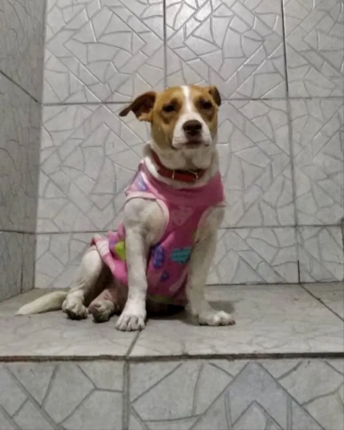 Cachorro ra a SRD idade 2 anos nome Fran