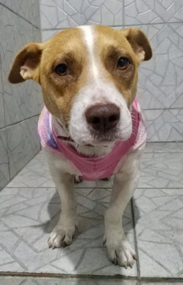 Cachorro ra a SRD idade 2 anos nome Fran