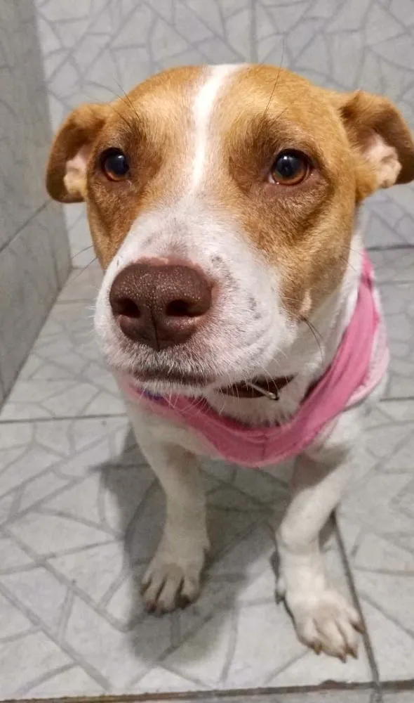 Cachorro ra a SRD idade 2 anos nome Fran