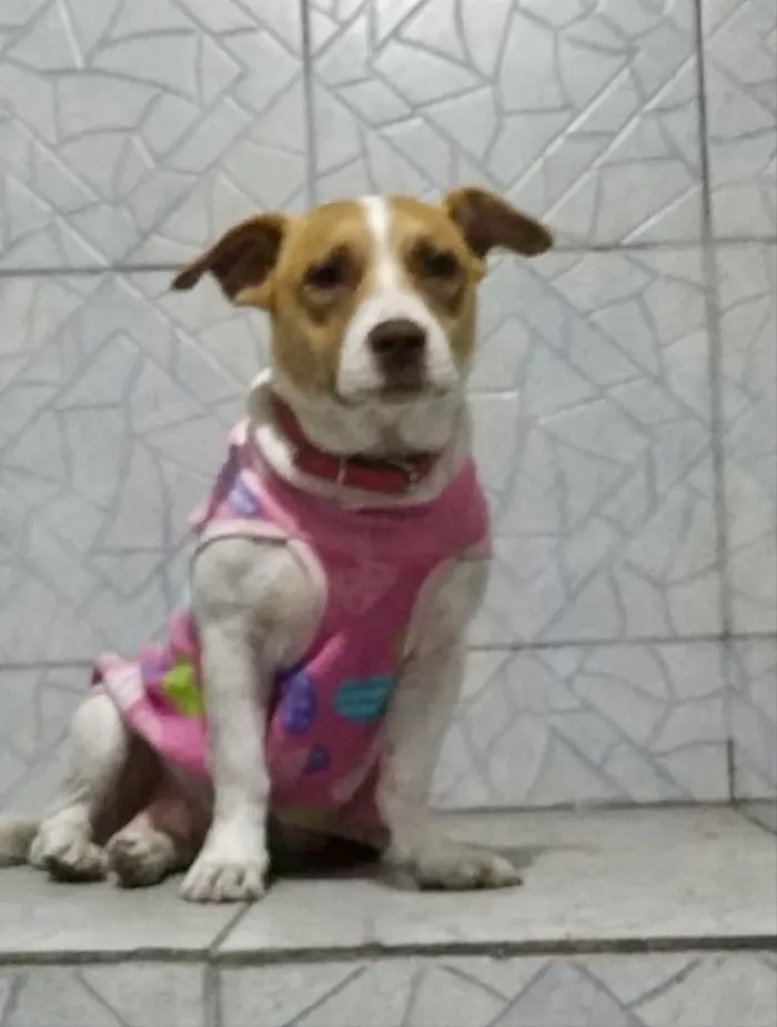 Cachorro ra a SRD idade 2 anos nome Fran