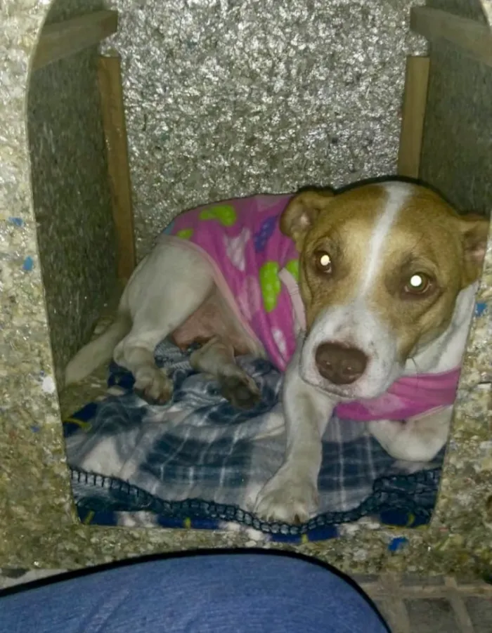 Cachorro ra a SRD idade 2 anos nome Fran